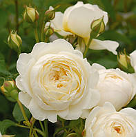 Троянда Клер Остін. (вс). Англійська троянда