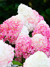 Саджанці гортензії волотистої Пінк Розе (Living Pink and Rose) 3хрічні (3л), фото 3