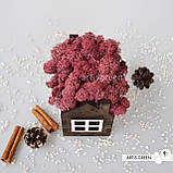 Корпоративні подарунки. Подарунок на свято. Будиночок зі стабілізованим мохом, рожевий, фото 4