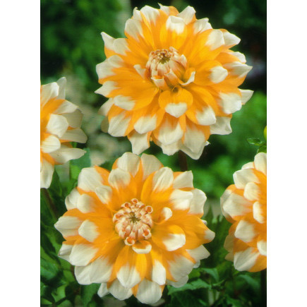 Бульби Жоржини Високоросла Golden Emblem, фото 1