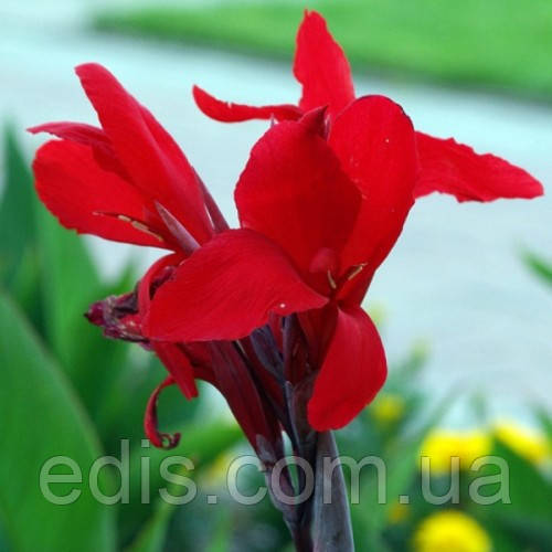 Канна низькоросла Cherry Red