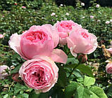 Троянда Ескар Вітзігман. Шраб, фото 2