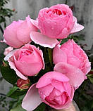 Троянда Ескар Вітзігман. Шраб, фото 3