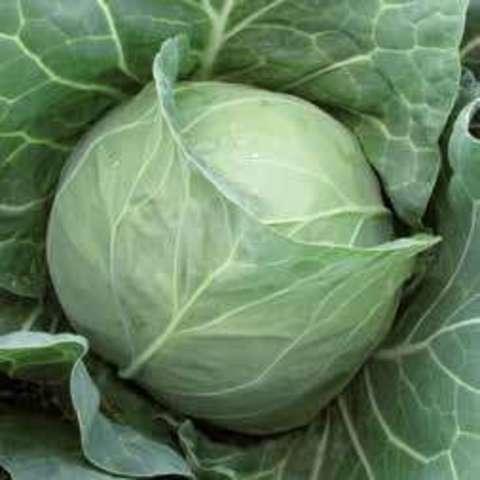 Магнус F1 насіння капусти, 100 насінин - білокачанна, рання (53-58 днів), АгроПак