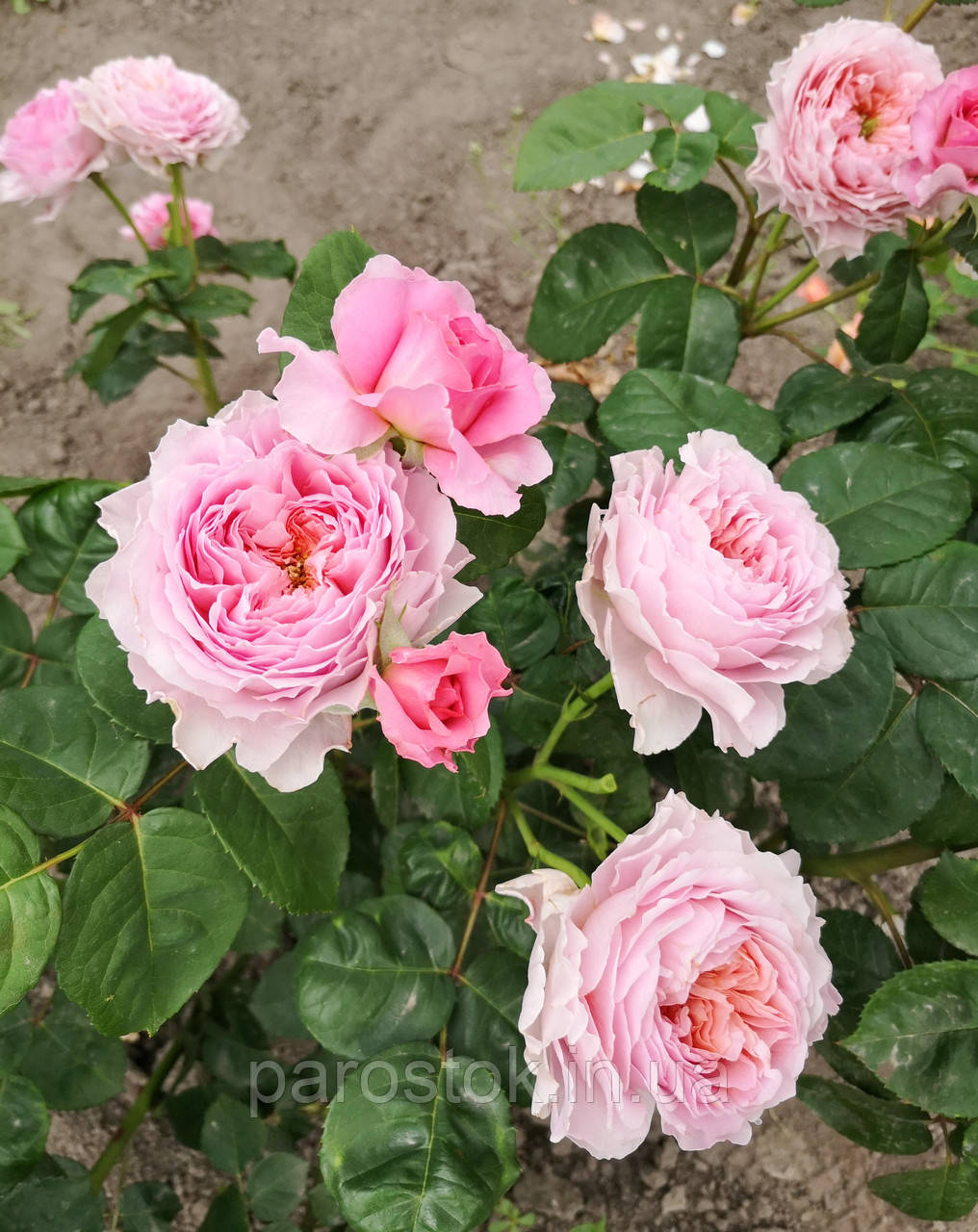 Совместные покупки - Саратов - Роза Tantau (сорт &#039;Eisvogel ®&#039;) : Ботан