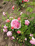Троянда Айсфогель. (в). Чайно-гібридна троянда, фото 5