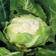 Кабрал F1 насіння капусти, 2500 насінин - кольорова, середня (75-80 днів), Syngenta, фасування 2021 року, УЦІНКА