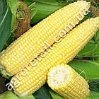 Кукурудза Вітрило F1 20 г Gl Seeds, фото 2