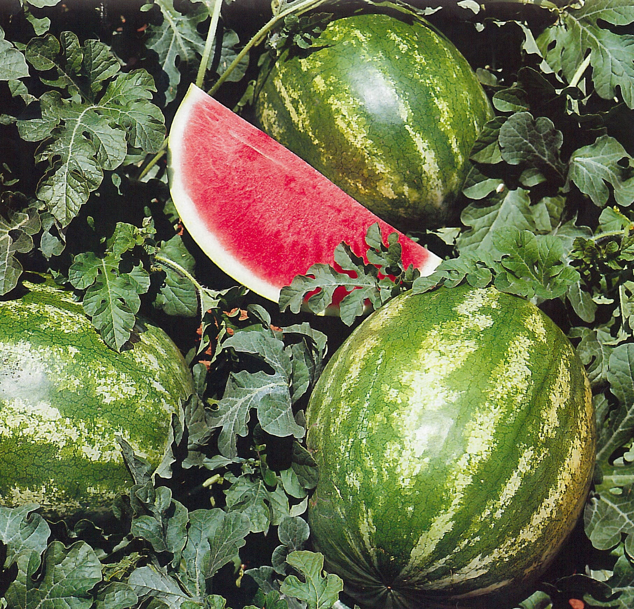 Кримсон Світ F1 кавун 500г, Bakker Brothers, фото 1