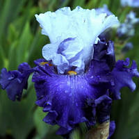 Корневще Ірис Бородастий Give Me Wings
