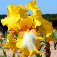 Корневще Ірис Бородатий Germanica Radiant Apogee