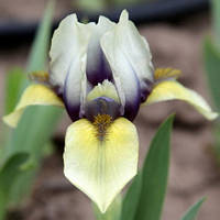 Кореневище Ірис Карликовий Pumila Banbury Ruffles