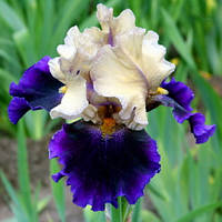 Корневще Ірис Бородатий Great Deal