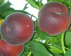 Персик Ред Робін. Підщепа пуміселект