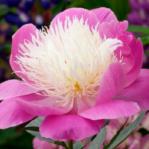 Півонія трав'яниста Bowl of Beauty саджанці/кореневбина 1 нирка, фото 1