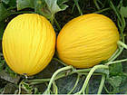 Насіння Диня Наполетано Гіалло 20 шт, фото 7