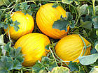Насіння Диня Наполетано Гіалло 20 шт, фото 6