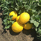 Насіння Диня Наполетано Гіалло 20 шт, фото 4