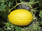 Семена Дыня Ругосо ди Косенца Италия 20 сем, фото 2