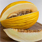 Семена Дыня Ругосо ди Косенца Италия 20 сем, фото 3