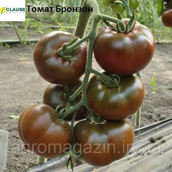 Томати Бронзон F1 (250нас.) Clause