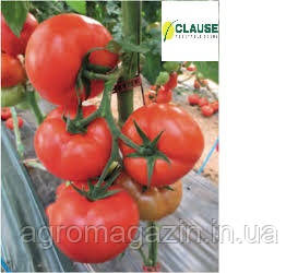 Томати Целестін F1 (250 нас.) Clause