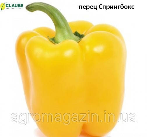 Перець Спрінгбокс F1 (1000нас.) Clause