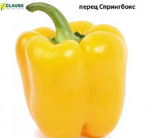 Перець Спрінгбокс F1 (1000нас.) Clause