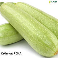 Кабачок Ясна F1 (500нас.) Clause