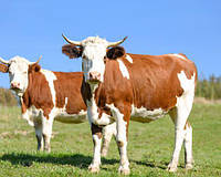 Премикс для Коров"Шенмикс Ков Драй" сухостойные коровы упаковка 25 кг