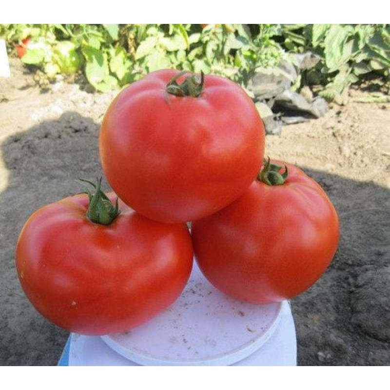 Насіння томату детермінантного 1504 F1 середньоранній, (5000 нас.) Lark Seeds
