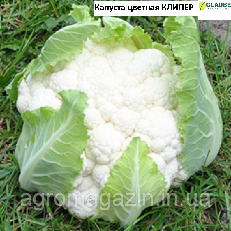 Капуста цвітна Кліпер F1 (2500нас.) Clause