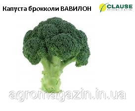 Капуста броколі Вавилон F1 (2500нас.) Clause