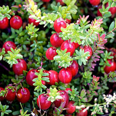 Саджанці журавлини "Ховес" 3 річні, конт. 3 л