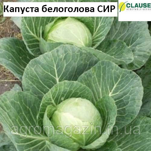 Капуста білоголова Сір F1 (10 000нас.) Clause