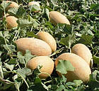 Диня Амал F1 Clause/Франція 5 шт., фото 4