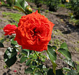 Троянда Мейнтауер. (вв). Плетиста троянда, фото 3