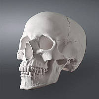 Модель черепа человека. Череп из гипса в натуральную величину, предмет интерьера