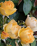 Троянда Паоло Пейроні Джардіньере. Флорібунда, фото 4
