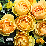 Троянда Паоло Пейроні Джардіньере. Флорібунда, фото 5