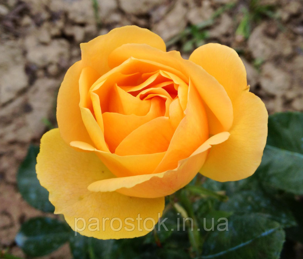 Троянда Паоло Пейроні Джардіньере. Флорібунда