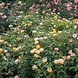 Троянда Паоло Пейроні Джардіньере. Флорібунда, фото 2