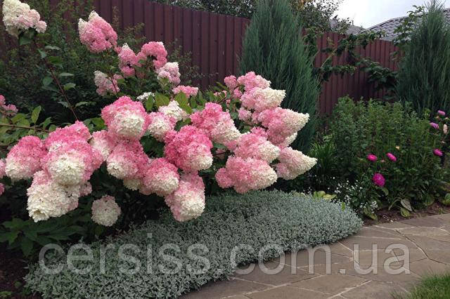 Гортензія - фаворит серед квітуючих багаторічників!