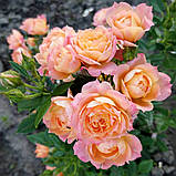 Троянда Бріоза. (в). Флорібунда, фото 3