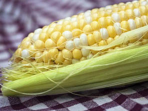 РАКЕЛЬ F1 / RAKEL F1 насіння солодкої кукурудзи, 5 г - суперсолодка, біколор, Clause, фото 2