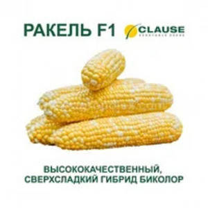 РАКЕЛЬ F1 / RAKEL F1 насіння солодкої кукурудзи, 5 г - суперсолодка, біколор, Clause, фото 1