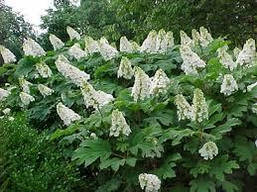 Гортензія дуболистна Snow Queen 2 річна, Гортензія дуболистная Снов Квін, Hydrangea quercifolia Snow Queen, фото 5