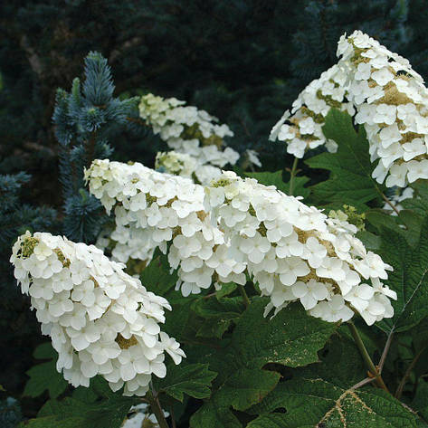 Гортензія дуболистна Snow Queen 2 річна, Гортензія дуболистная Снов Квін, Hydrangea quercifolia Snow Queen, фото 1