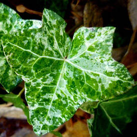 Плющ звичайний Camouflage 2 річний, Плющ звичайний Камуфляж, Hedera helix Camouflage