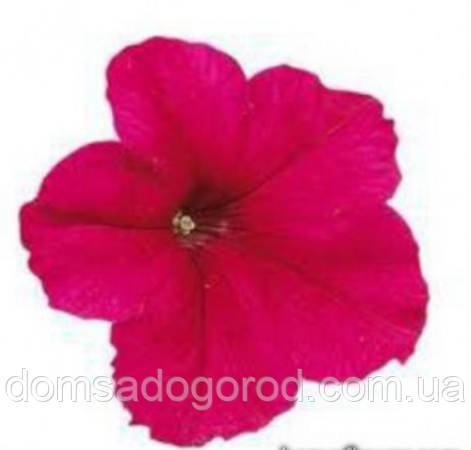 Петунія SAKATA Falcon F1 DEEP ROSE 1000 шт.